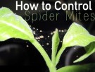 Spidermite Control thumbnail