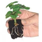 ROOT! T First Feed 125 ml thumbnail